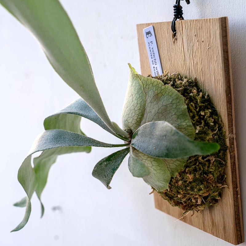 ビカクシダ 板付 2024012000004 ビカクシダ 板付 2024012000004 ビカクシダ 板付 2024012000004 【公式