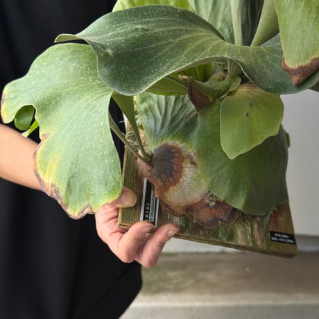 【2026.5/10〜】板付ビカクシダ　  P. bifurcatum × P. elephantotis [TC]