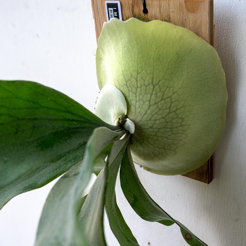 2025.11/12〜】板付ビカクシダ P. Haunted Friday sporelin