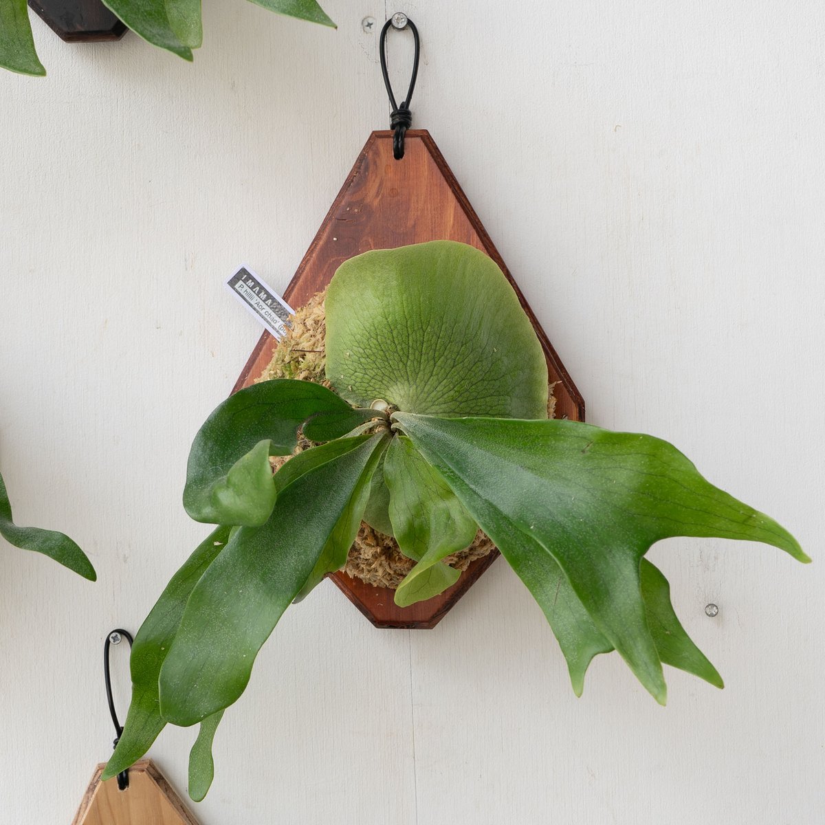 P. hillii Aor Chao【ビカクシダ　ヒリー　オーチャオ】 その後のヒリー オーチャオ（P. hillii Aor Chao) ② | calmplantsの