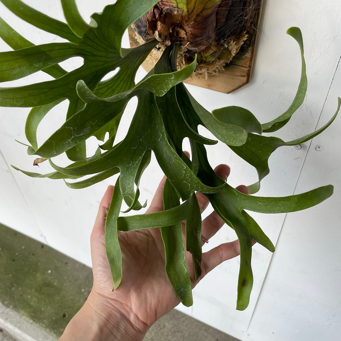 2025.6/23〜】板付ビカクシダ P. coronarium Dragon Tree