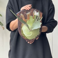 【2026.5/10〜】板付ビカクシダ　P. veitchii