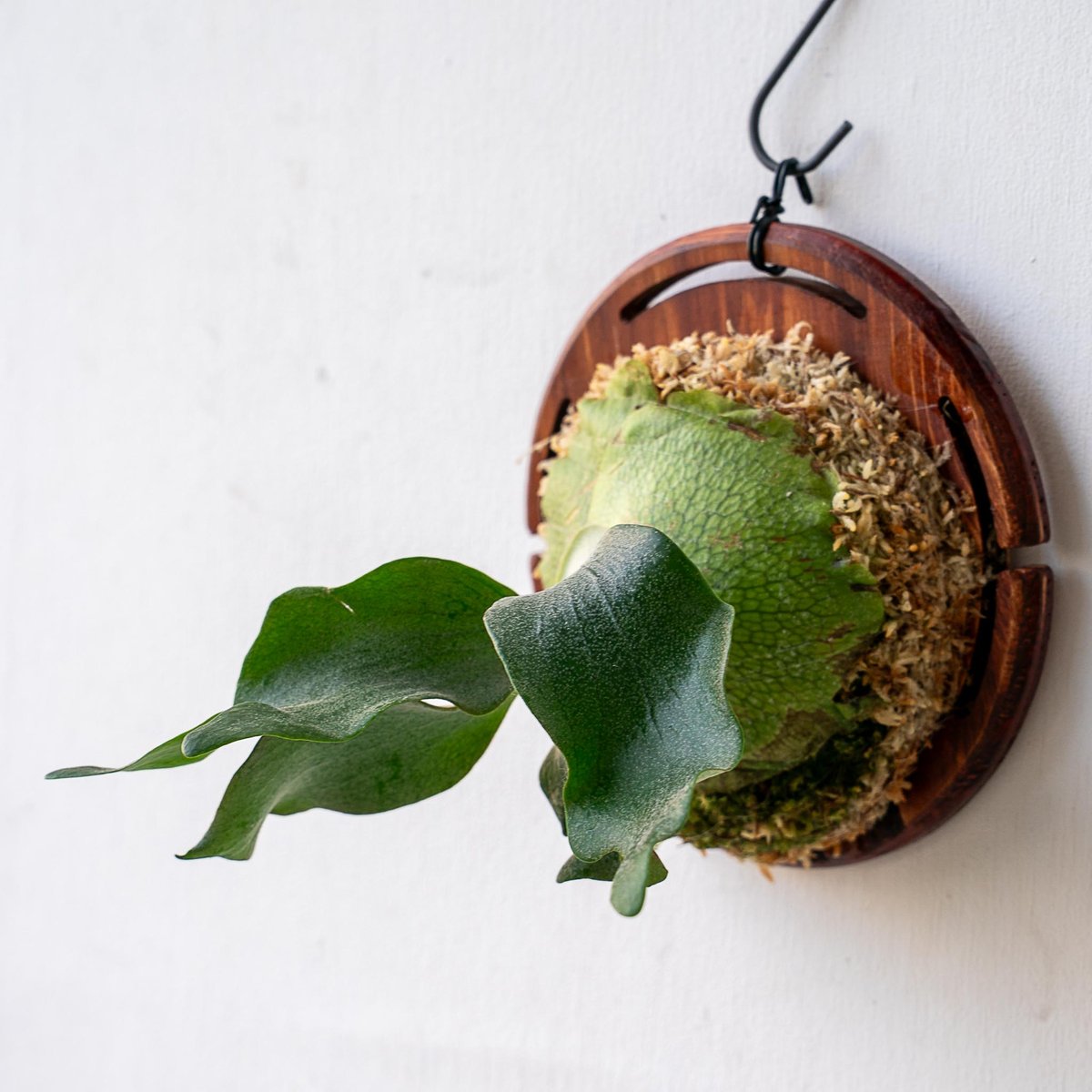 まさまる　ビカクシダ 2025.11/12〜】板付ビカクシダ P. FSQ 'White Windmill' （