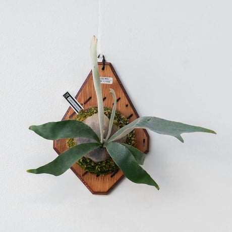 2026.1/17〜】板付ビカクシダ P. veitchii wild sporelin