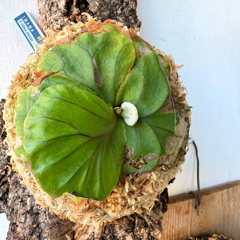 P.ridleyi wild_リドレイ ワイルド◇ ビカクシダ コルク P