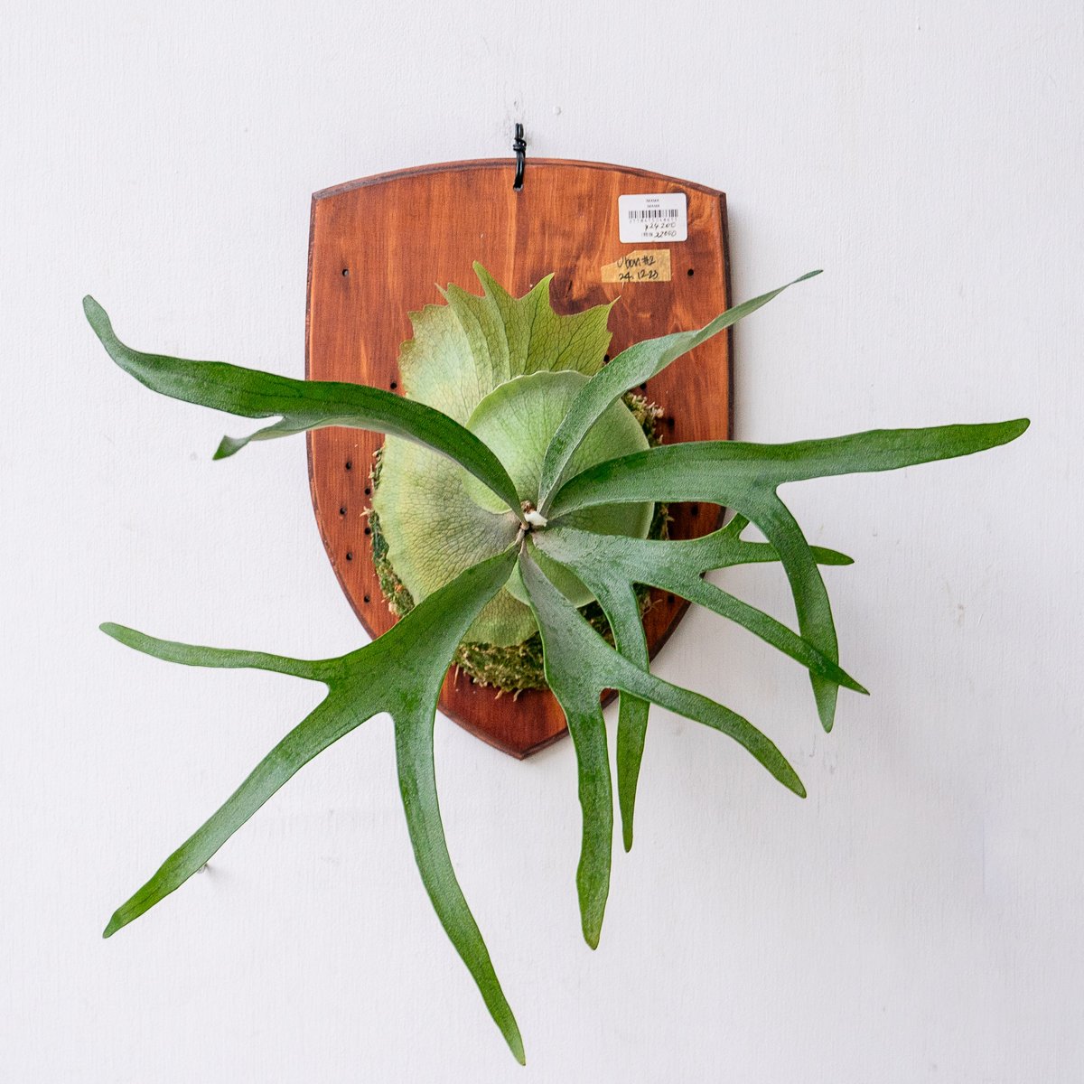 ビカクシダ UBON#1 親株 ビカクシダ UBON#1 親株 ビカクシダ UBON#1 親株