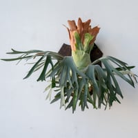 2025.7/7〜】板付ビカクシダ P. Ridleyi dwarf silver 流木 |