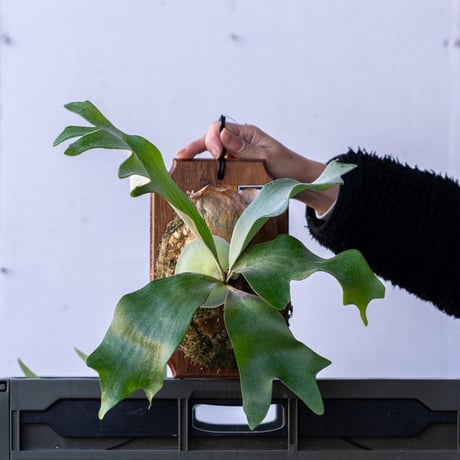 P. veitchii wild vp#17 spore 胞子培養株 ビカクシダ（ベイチー 