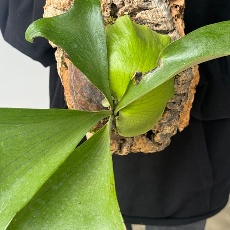 【order】コルク付ビカクシダ　  P. ellisii