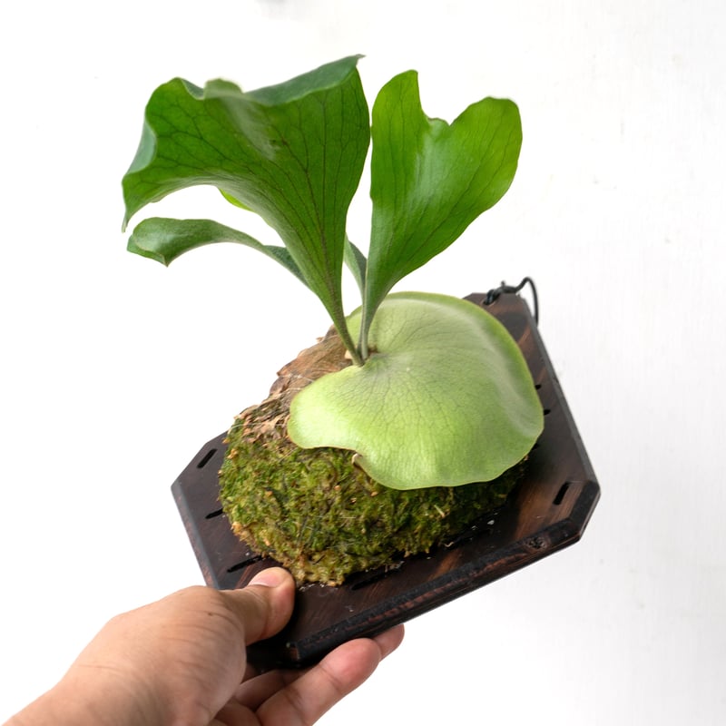 2025.8/2〜】板付ビカクシダ P. hillii pumila Kew Garden