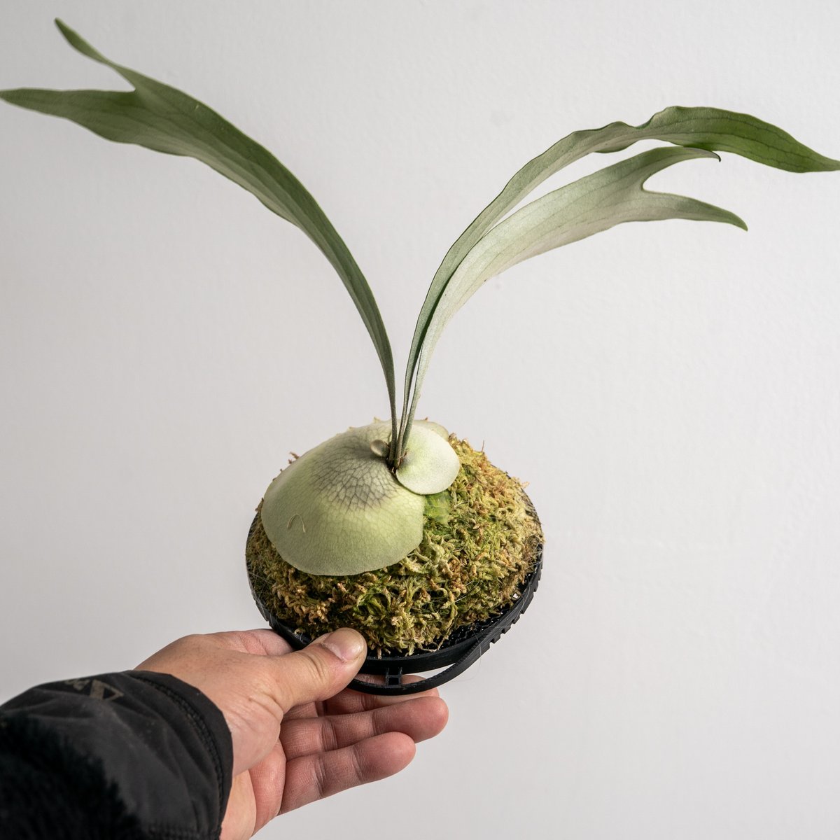 2025.12/20〜】板付ビカクシダ P. Rydeen（pup） | IMAMA