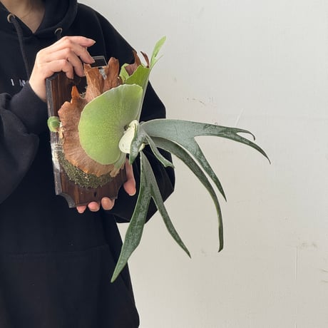 【2026.5/24〜】板付ビカクシダ　  P. willinckii sporeling