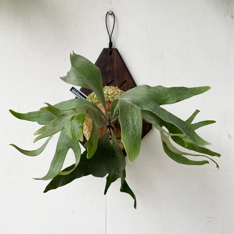 【2025.5/30〜】板付ビカクシダ　 P. Foong siqi sporeling 'Geisha'（TC）