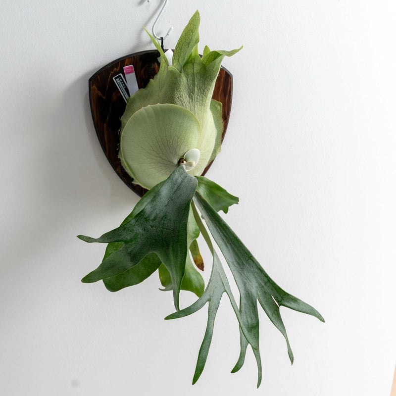 2025.12/20〜】板付ビカクシダ P. 'Titan' woot #13 | IMAMA