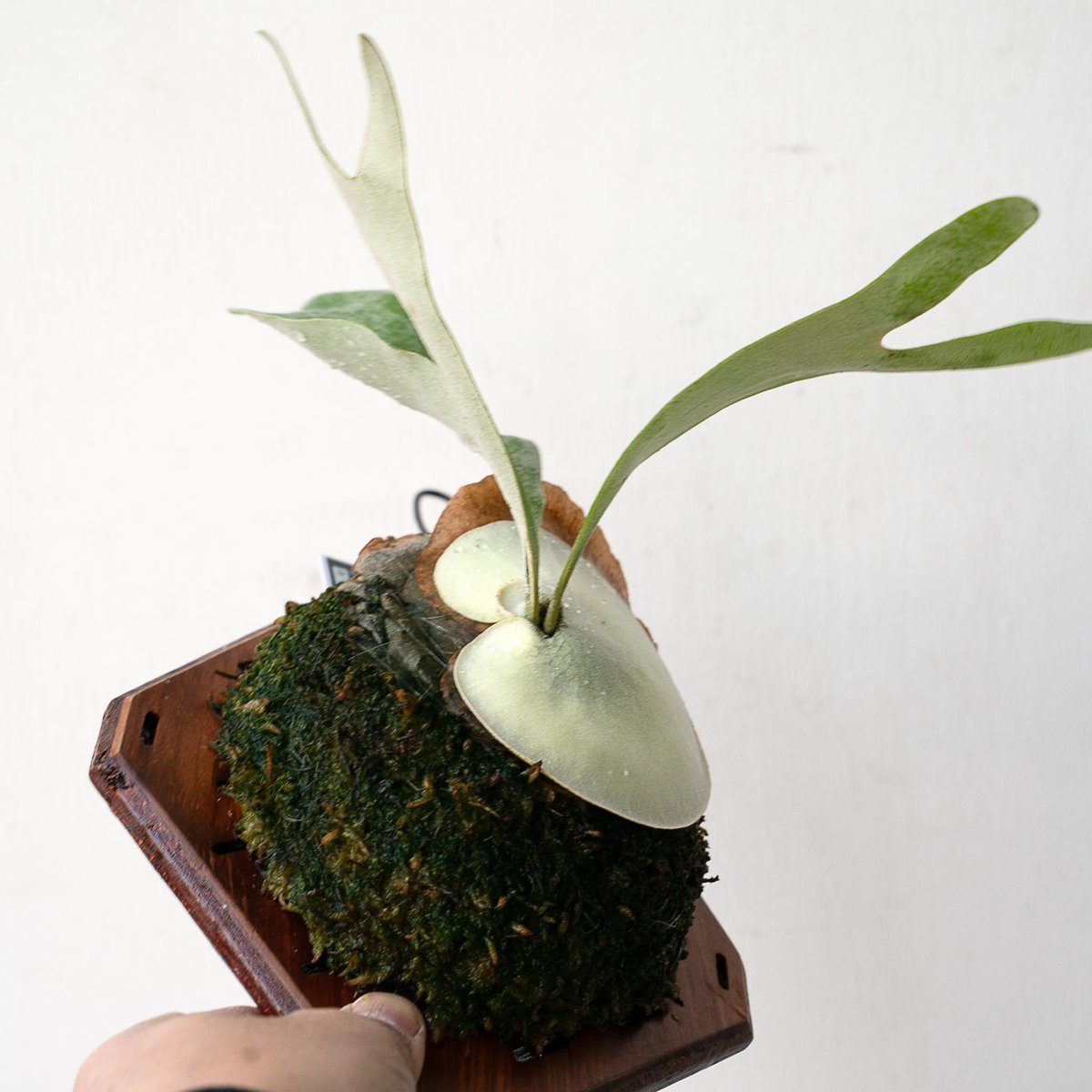 2025.11/22〜】板付ビカクシダ P. Tonkla DW 'Shine Glori