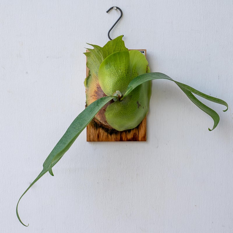 ビカクシダ　PUP6種セット　OC格安 ビカクシダ PUP6種セット OC格安 ビカクシダ PUP6種セット OC格安