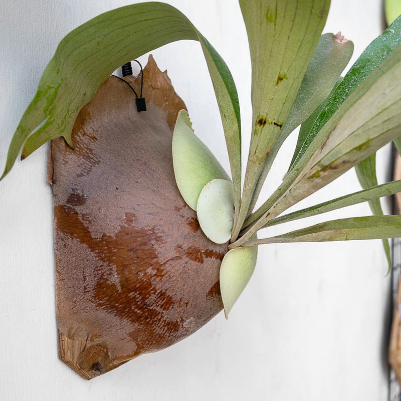 2025.11/12〜】板付ビカクシダ P. bifurcatum 'blue boy'