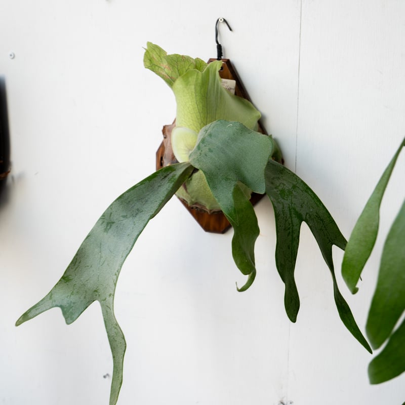 2025.9/1〜】板付ビカクシダ P. Yot spore 123（pup） | IMAMA