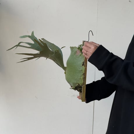 【2026.5/10〜】板付ビカクシダ　  P. veitchii × P. coronarium [TC]