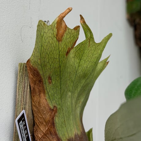 【2026.6/18〜】板付ビカクシダ　P. bifurcatum × P. 'Mt. Lewis'