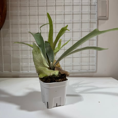 CATEGORY Platycerium（ビカクシダ/品種別） | IMAMA