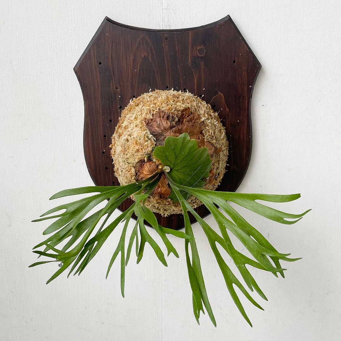 ビカクシダ P.Kitshakood small leaf ビカクシダ P.Kitshakood small leaf fit=scale-down,w=1200