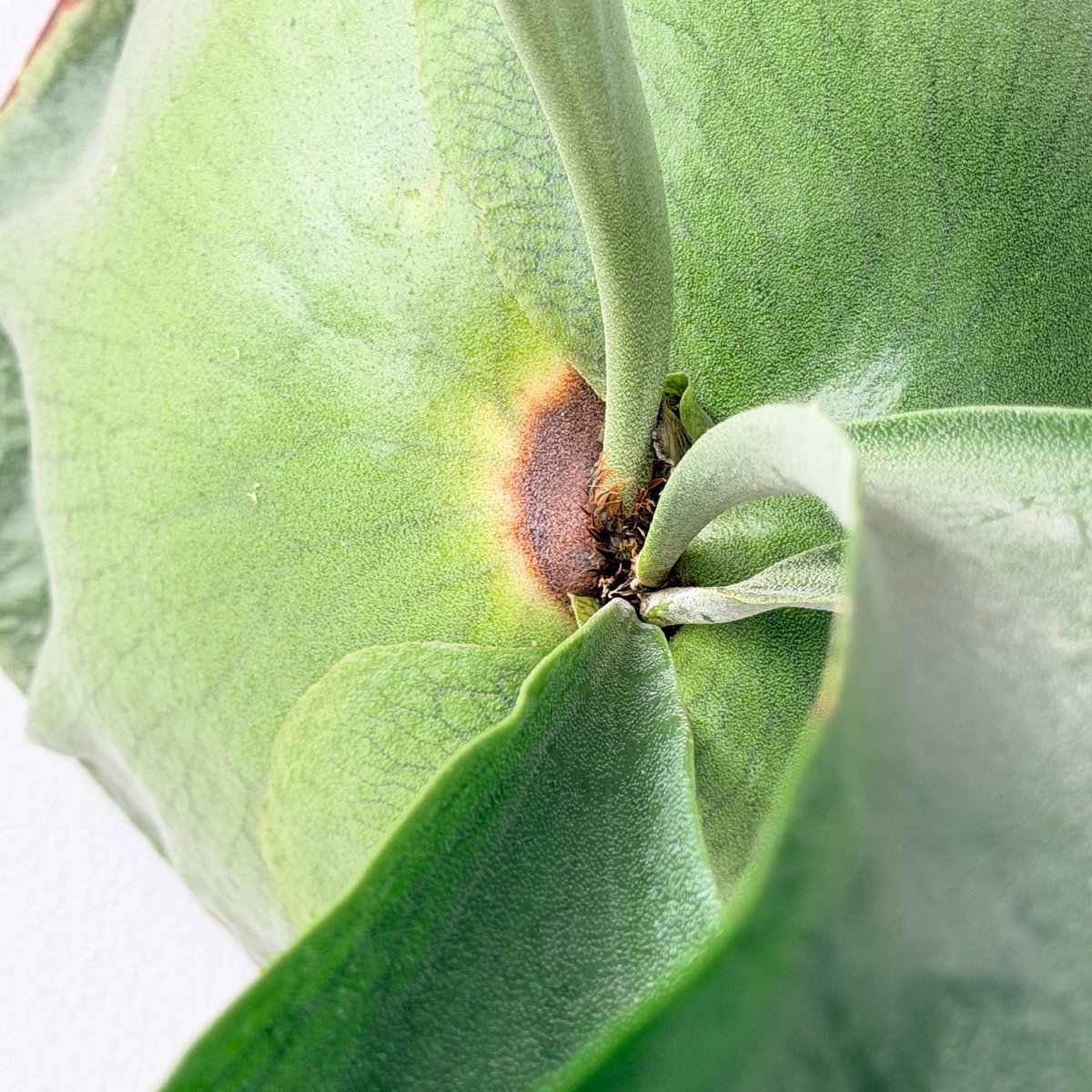 2026.6/18〜】板付ビカクシダ P. alcicorne madagascar | I