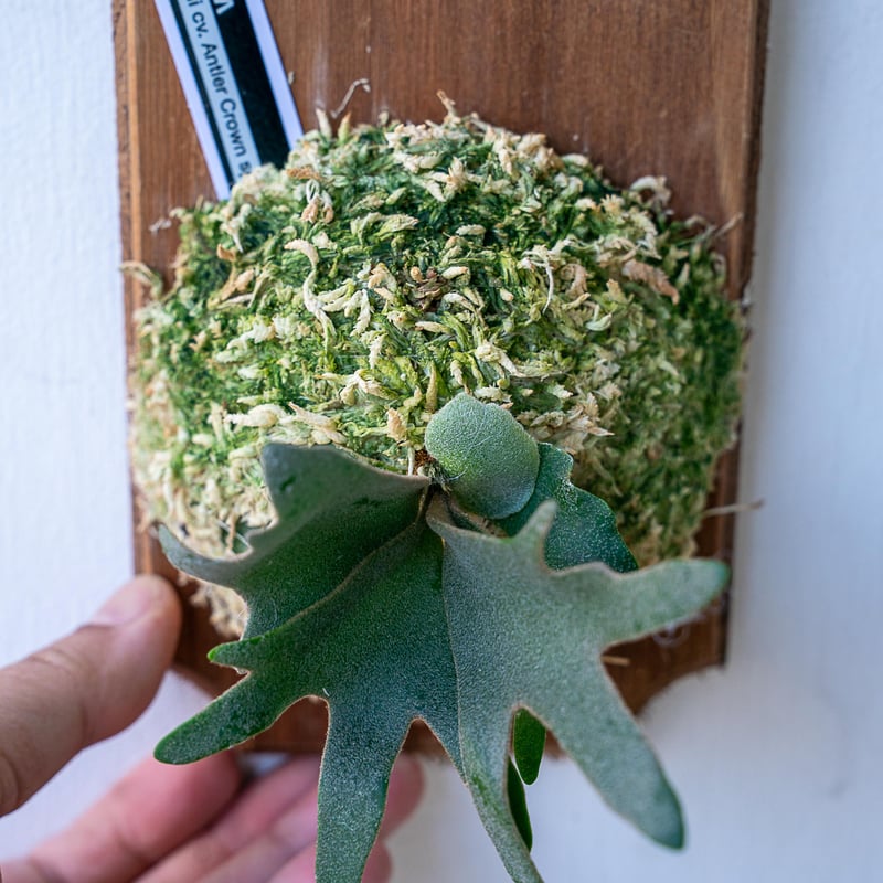 2025.11/12〜】板付ビカクシダ P. willinckii 'Antler cro