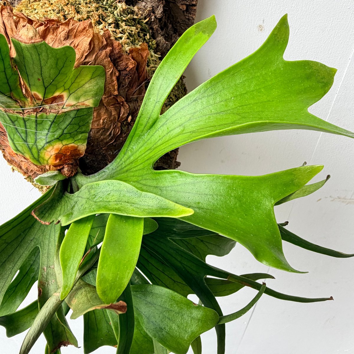 ビカクシダ　coronarium dragontree 2026.7/2〜】コルク付ビカクシダ P. coronarium 'Dragon tree