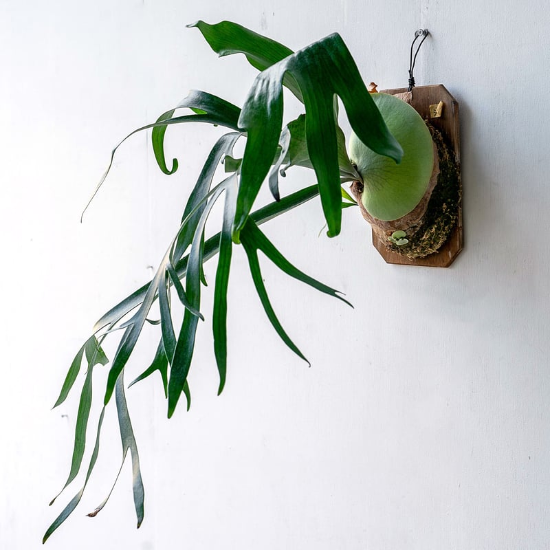 ビカクシダ問い合わせ用 彩りを贈る】ギフト用おまかせ板付ビカクシダ | IMAMA