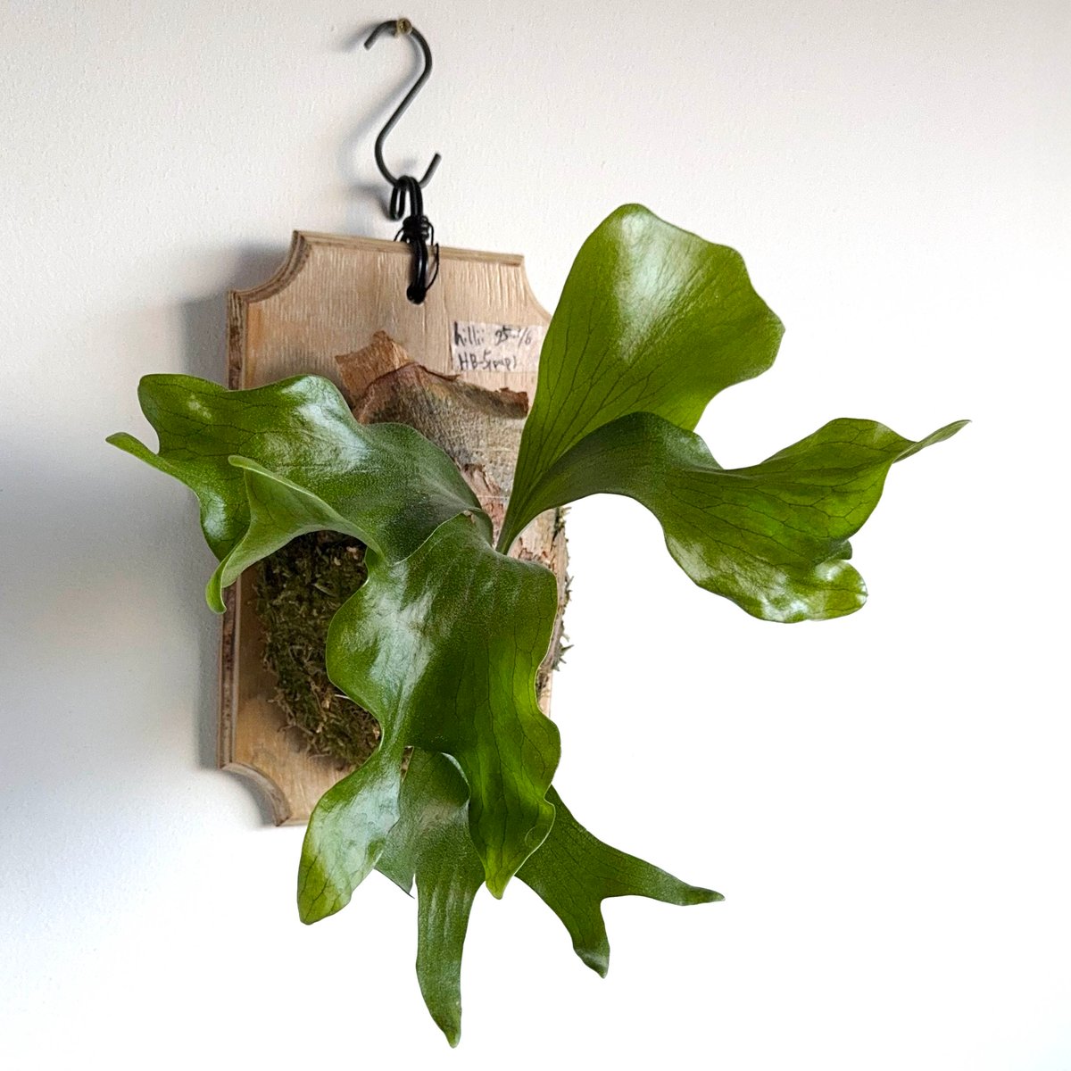 2025.12/13〜】板付ビカクシダ P. hillii HB-5 （pup） | IMAMA