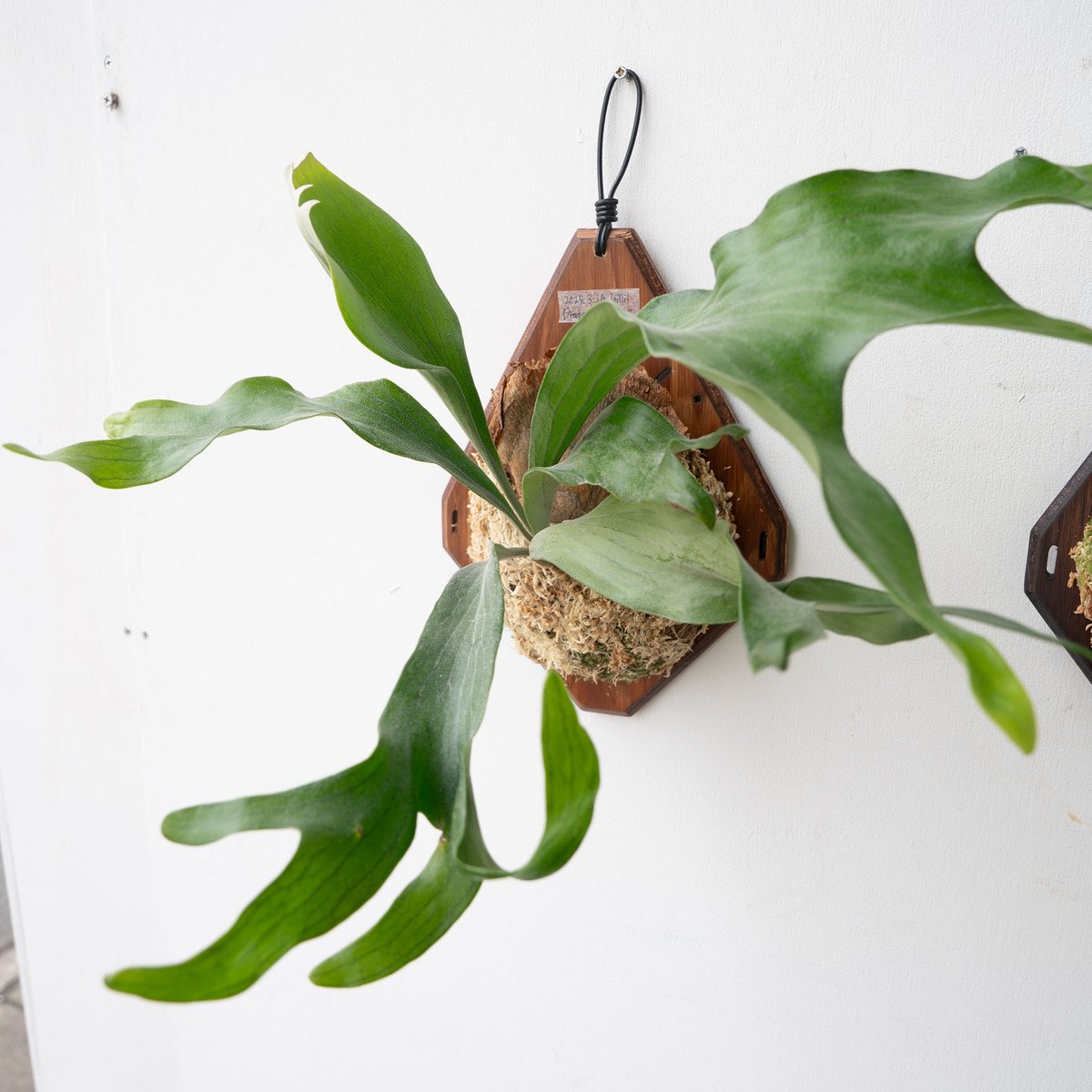 2025.9/23〜】板付ビカクシダ P. hillii dragon claw #2（