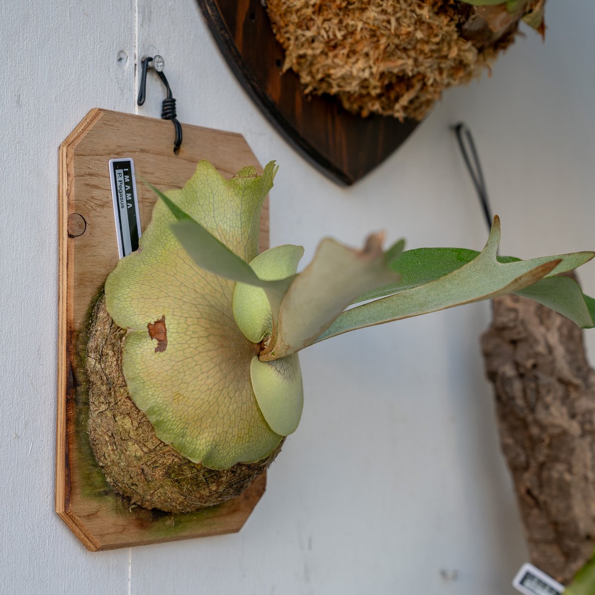 P.Pegasus(ペガサス) 【公式通販】