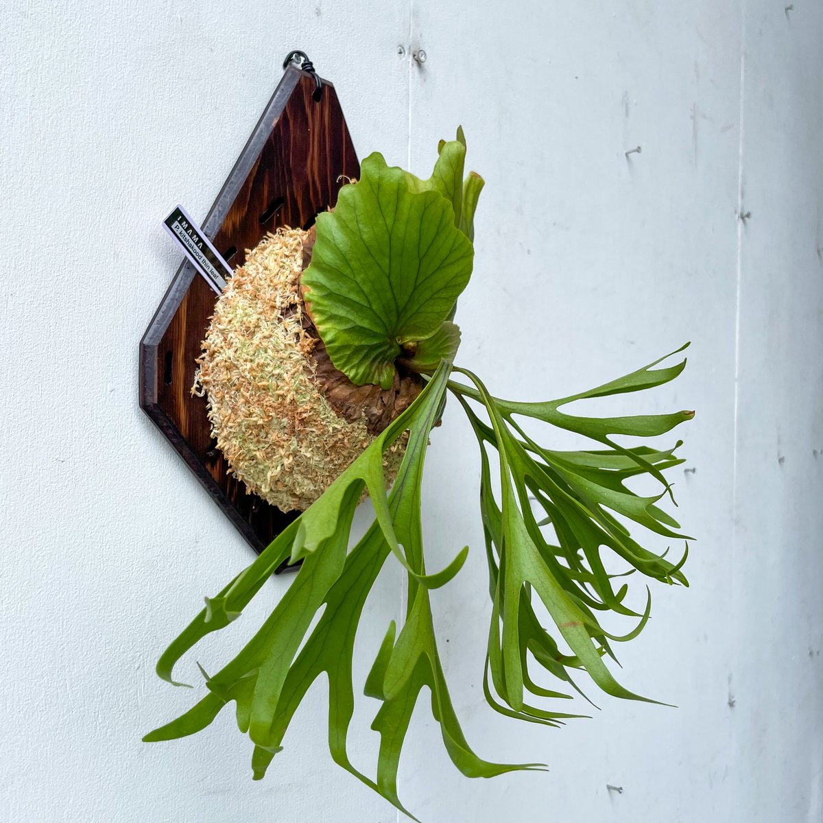 ビカクシダ P. Kitshakood thin leaf 2025.9/1〜】板付ビカクシダ P. kitshakood thin leaf | IMAMA