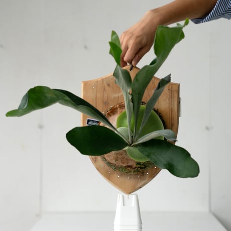 板付 観葉植物 超人気品種の超大株♫〖ビカクシダ・マウントキッチャクード〗 板付 観葉植物 超人気品種の安定株♫〖ビカクシダ・マウントキッチャ