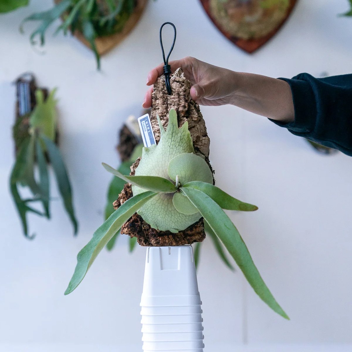 ビカクシダ　ベイチー　コルク板付　veitchii ビカクシダ ベイチー コルク付け