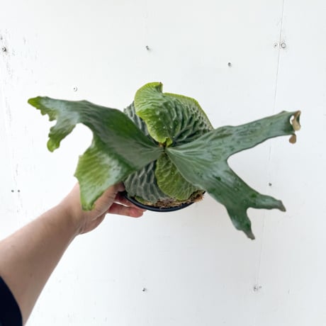 特大ビカクシダ マジュス コルク CATEGORY Platycerium (ビカクシダ/特集) | IMAMA