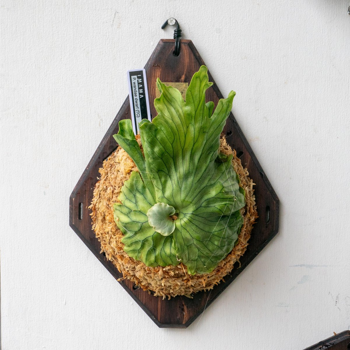 2025.7/15〜】板付ビカクシダ P wandae dwarf（TC） | IMAMA