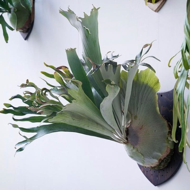 Hima pup ビカクシダ 板付ビカクシダ P. hillii 'Hula Hands Africa' （pup） |