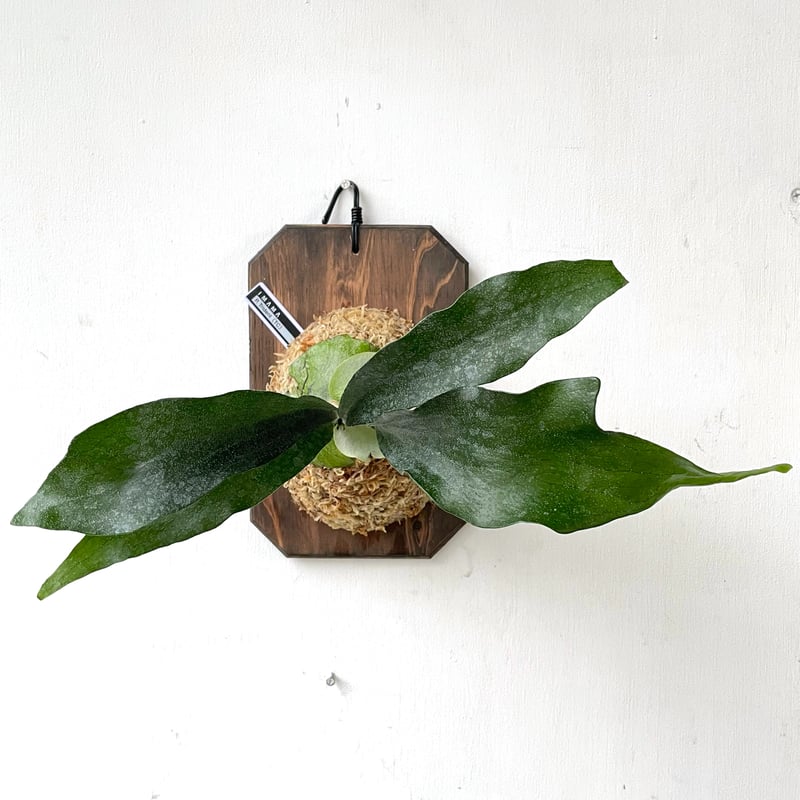 ビカクシダバクテリアコルク板付け ビカクシダバクテリアコルク板付け 【公式通販】