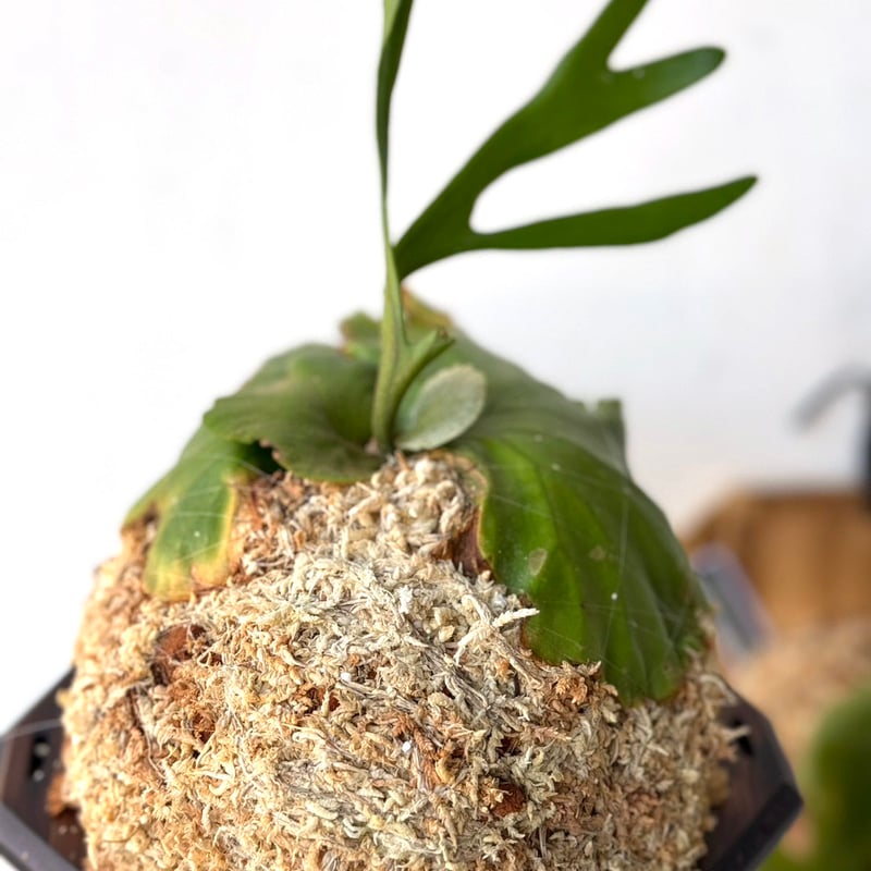 ビカクシダ　キッチャクード　ティン キッチャクードthin ビカクシダ 現品】ビカクシダ・キッチャクード Mt