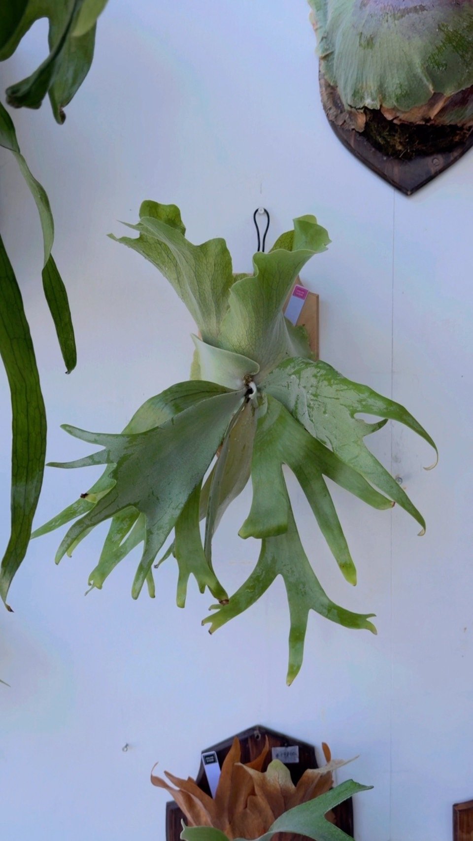 【期間限定出品】P.YAL spore pup/ビカクシダ 2025.6/5〜】板付ビカクシダ P. willinckii YAL（Mix Spore
