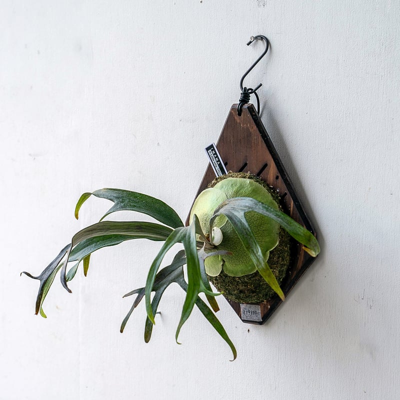 ビカクシダ p.ritv ビカクシダ p.ritv ビカクシダ p.ritv P. Raider【artPLANTs