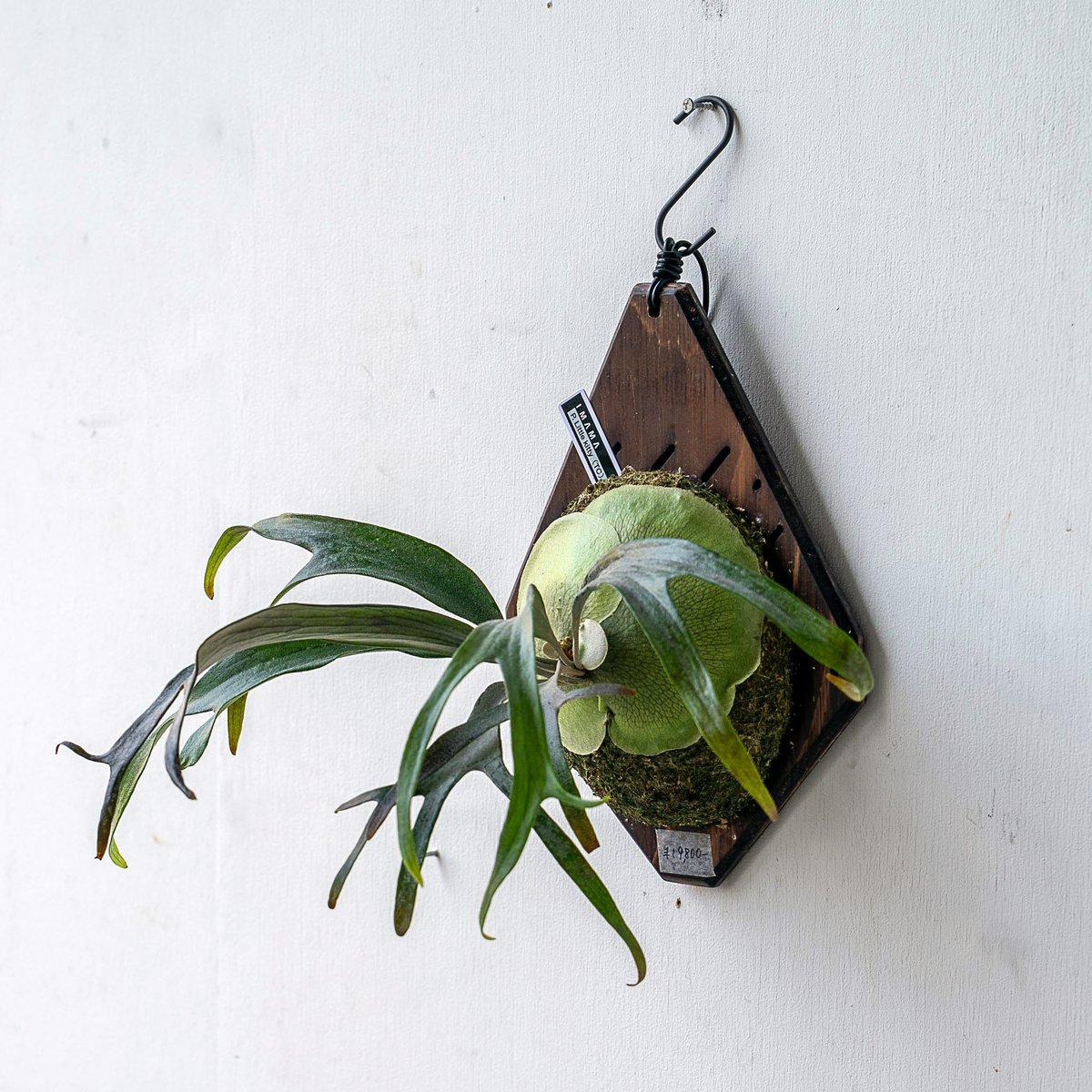 2025.11/12〜】板付ビカクシダ P.Little kitty（TC） | IMAMA