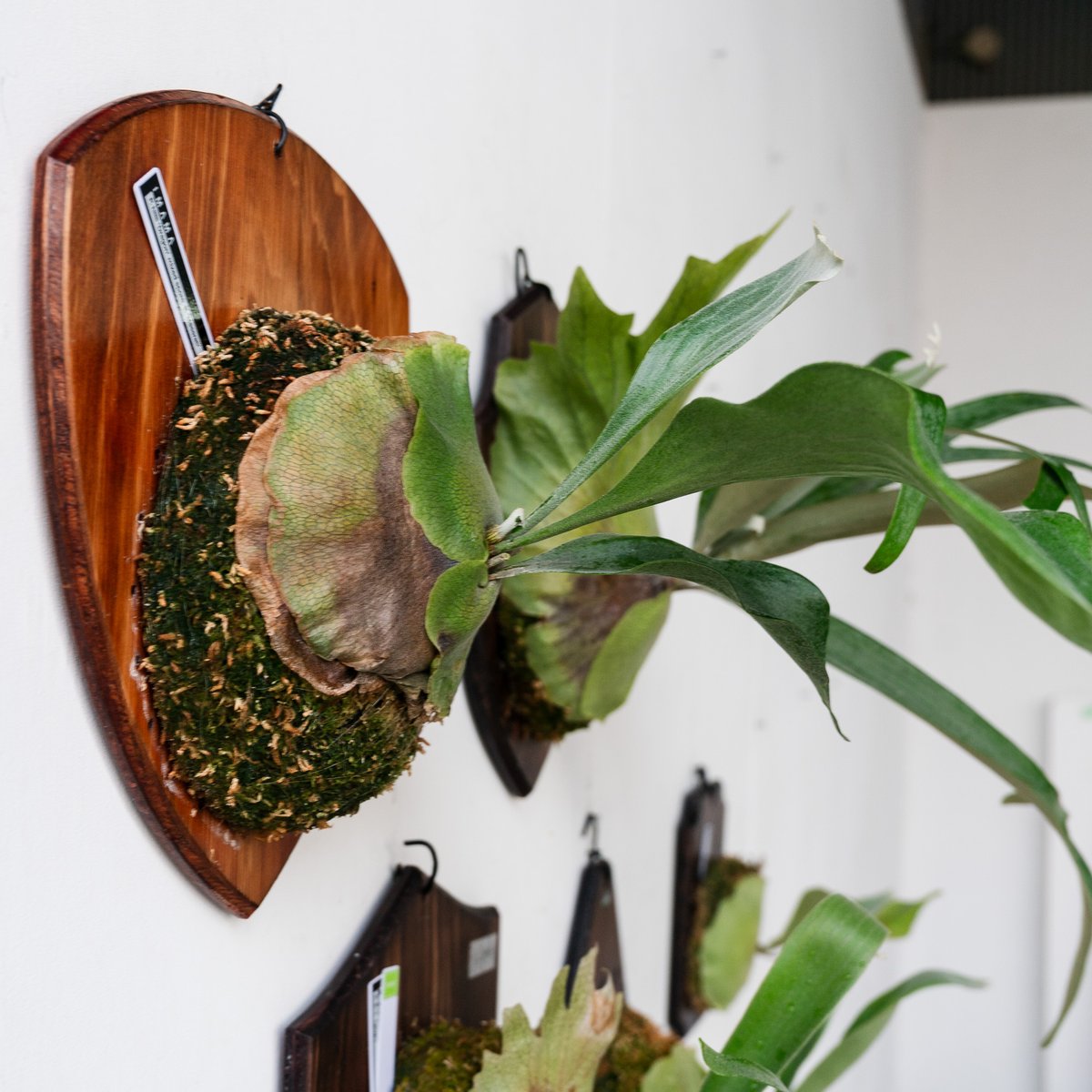 ビカクシダ hillii系 ドラゴン×マセラティ 大き目 マセドラ 2