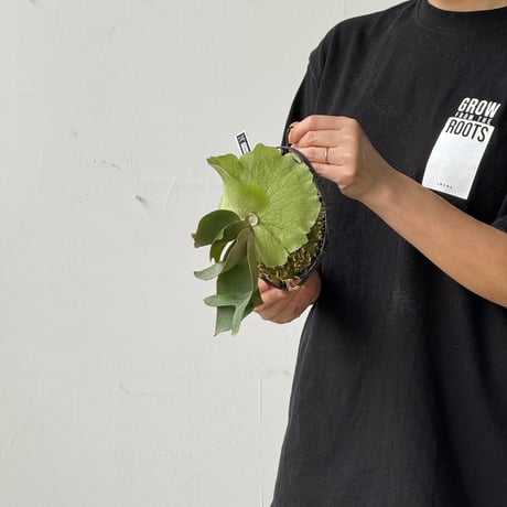 【2026.5/26〜】板付ビカクシダ　  P. willinckii 'Finger Dancer’ WILD JAVA sporeling