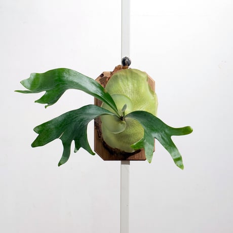 CATEGORY 〜¥10,000 | IMAMA