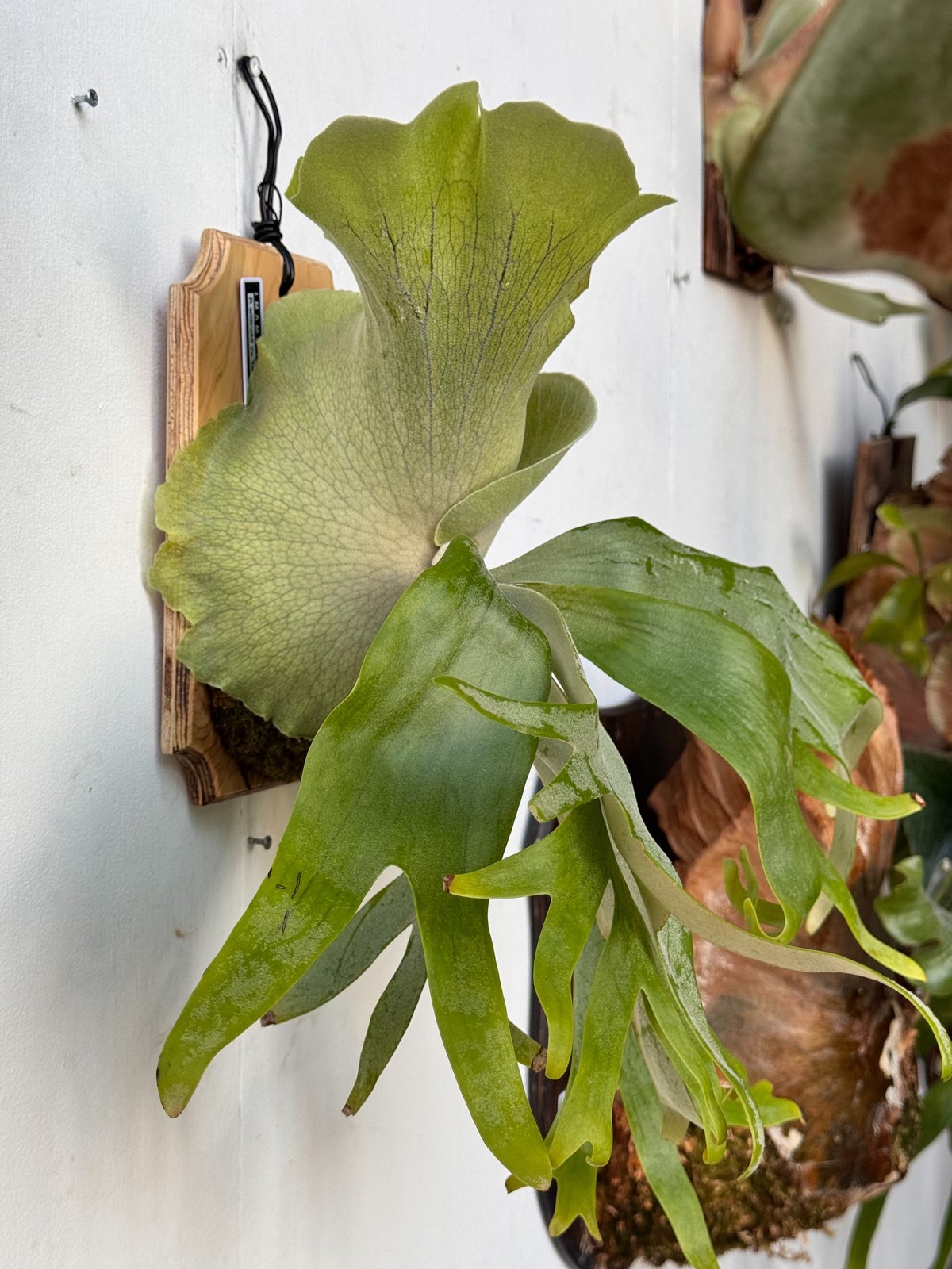 ビカクシダ P.willinckii Aplus sporeling 子株 【公式通販】