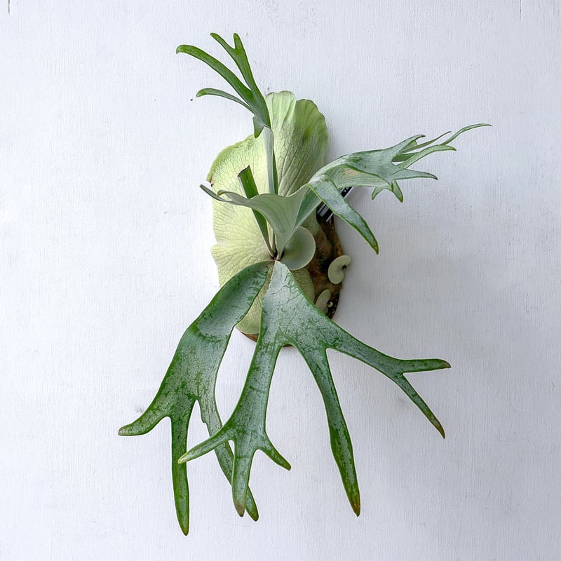 2025.11/12〜】板付ビカクシダ P. E-1（pup）_2 | IMAMA