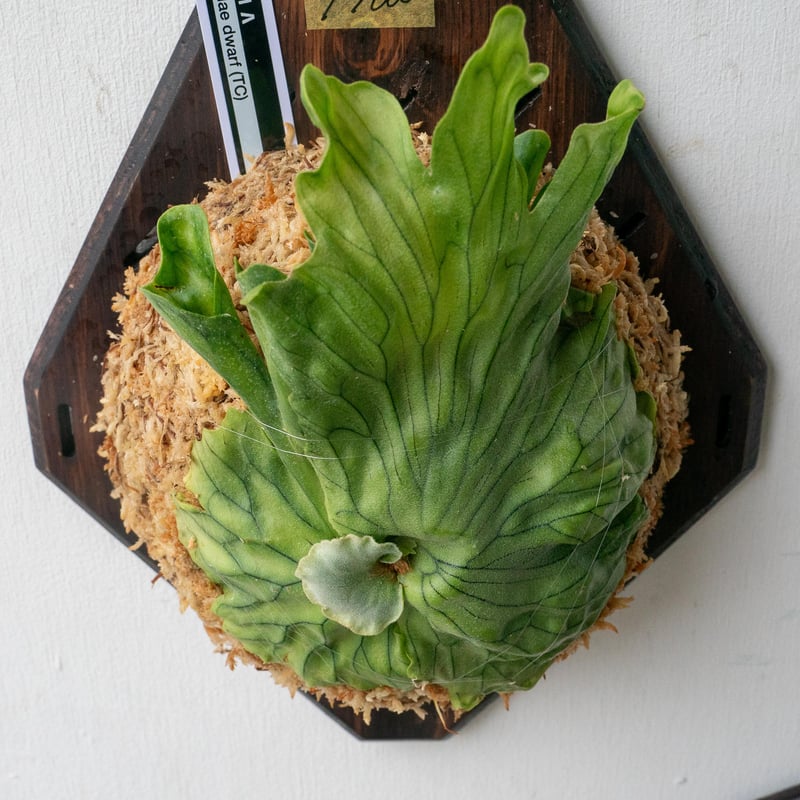 2025.7/15〜】板付ビカクシダ P wandae dwarf（TC） | IMAMA